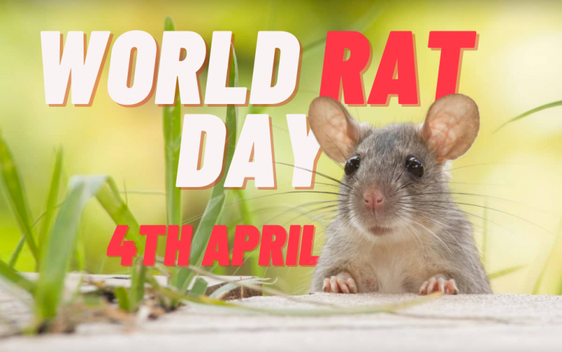 Happy World Rat Day!